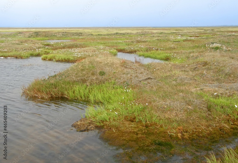 wetlands on a cloudy day in summer in  the arctic tundra in barrow, alaska