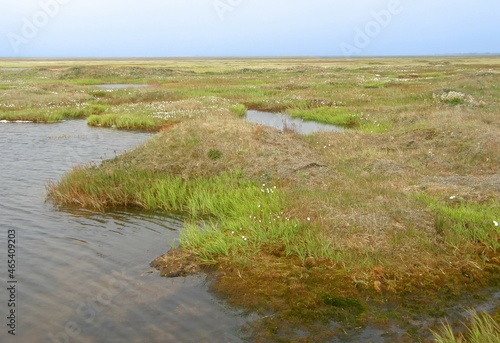 wetlands on a cloudy day in summer in the arctic tundra in barrow, alaska