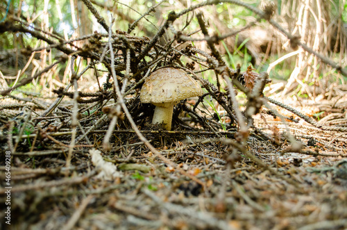 Hidden mushroom in the forest
