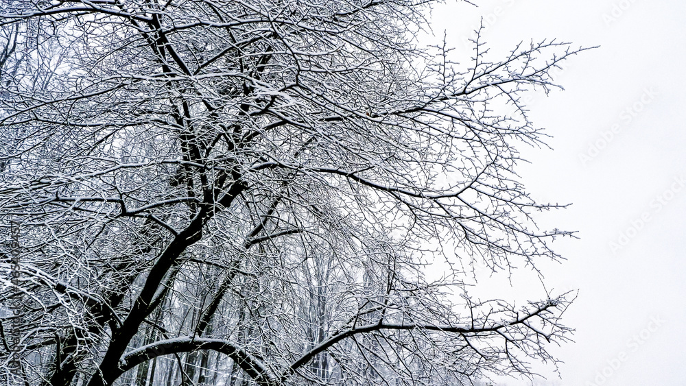 Obraz premium The White Fabulous Landscape of a Magical Forest with a Snow-covered Road in the Warm Rays of the Rising Sun. Fabulous Image of Nature. Beautiful Landscape Background Concept.