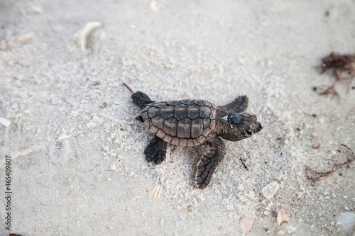 Canvas-taulu Hatchling Baby Loggerhead Sea Turtles Caretta Caretta Climb Make Their Way To Th