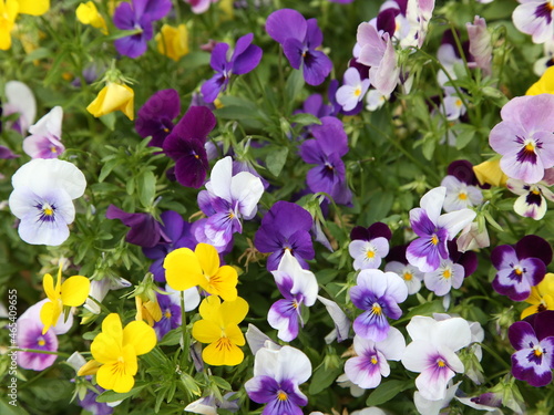 yellow purple white flowers in the garden