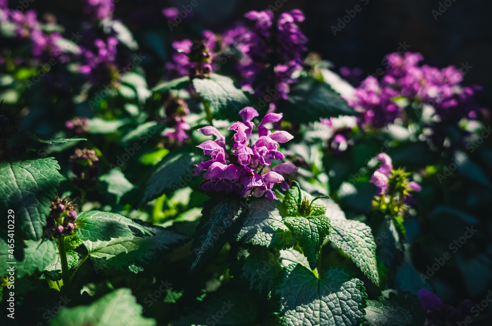 Obraz premium Purple flower