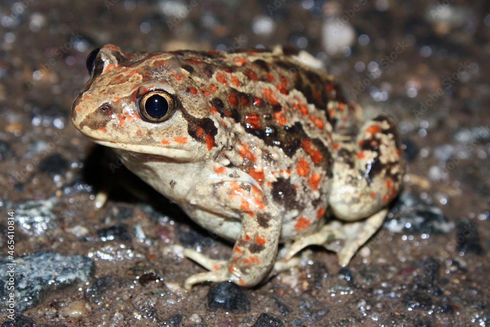 Fototapeta premium common spadefoot toad (Pelobates fuscus) on the road