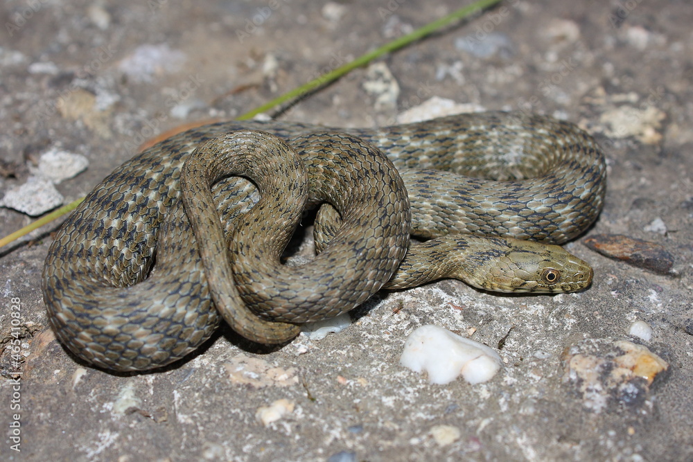 dice snake (Natrix tessellata) in natural habitat dice snake (Natrix tessellata) in natural habitat