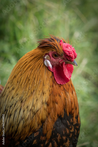 A bankiva chicken closeup in a falcrony in saarburg, copy space photo