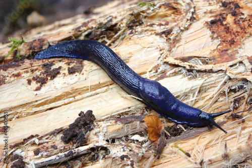 Carpathian blue slug (Bielzia coerulans) in natural habitat  photo