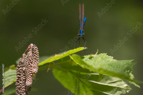 Beautiful Demoiselle (Calopteryx virgo) male perched on a leaf looking at camera photo