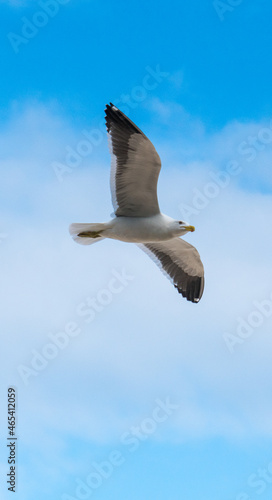 seagull in the sky