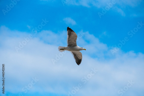 seagull in flight