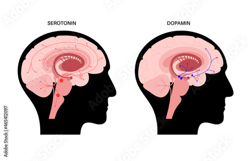 Serotonin and dopamine pathway