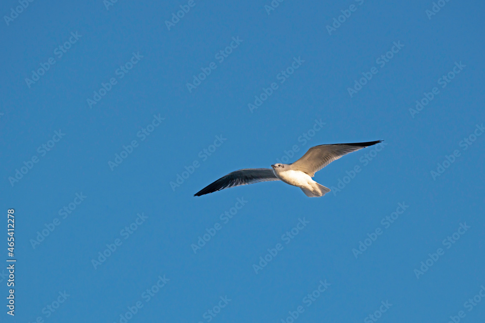Obraz premium A non-breeding adult Laughing Gull soaring against a blue sky.