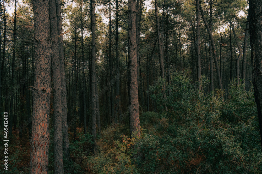 forest in autumn forest in autumn