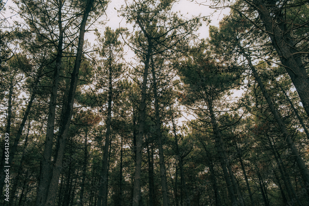 sunset in the forest