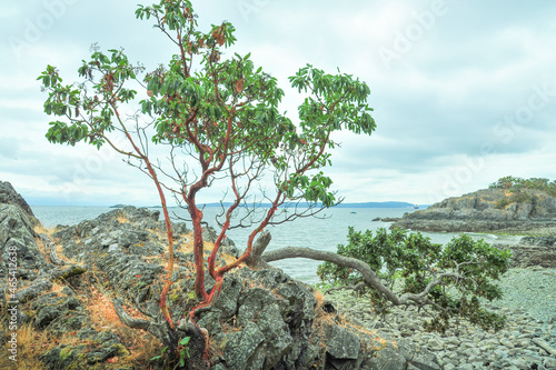 Red Arbutus tree on Grassy cliffside overlooking ocean at Pipers Lagoon Park, Nanaimo, British Columbia, Canada