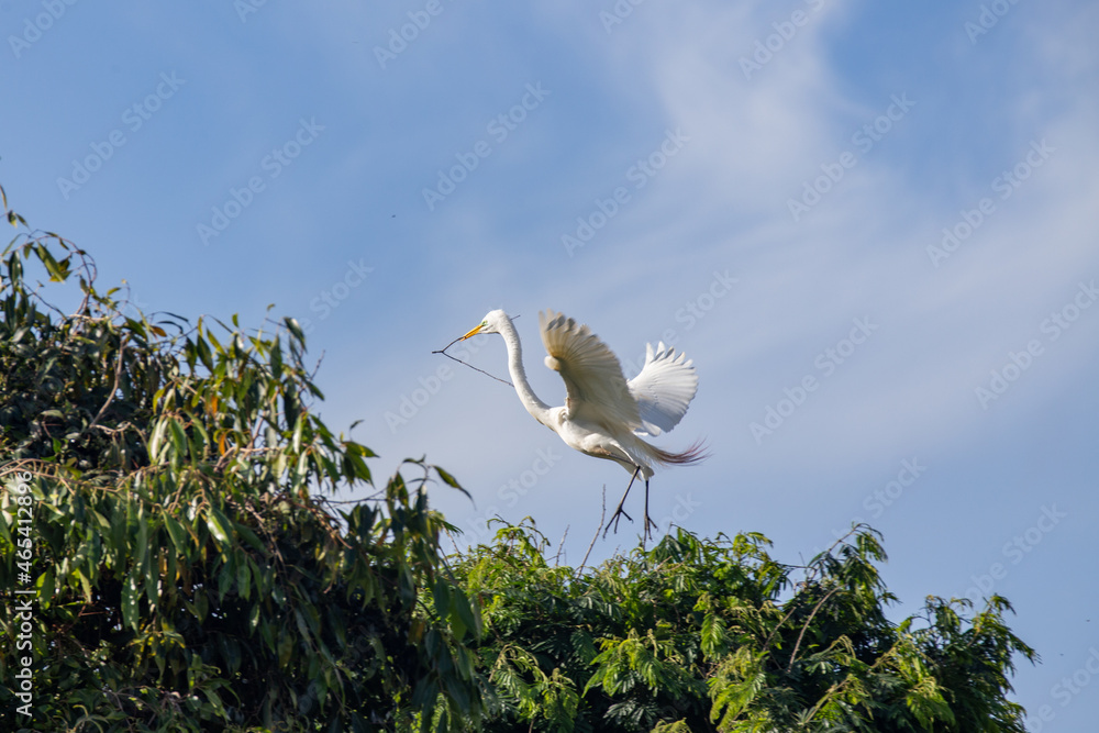 Great white heron building nest with sticks. egret nest Great white heron building nest with sticks. egret nest