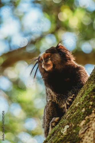 monkey in nature habitat