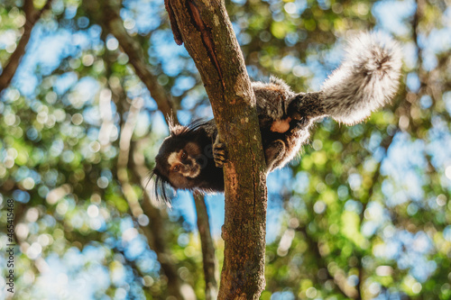 squirrel on tree