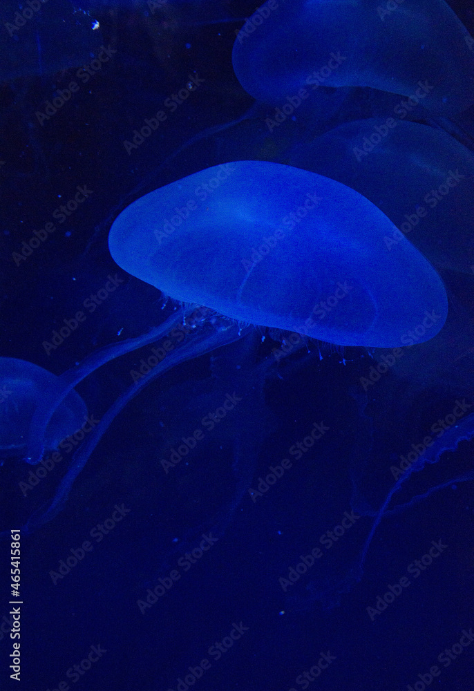 Fototapeta premium jelly fish in the aquarium