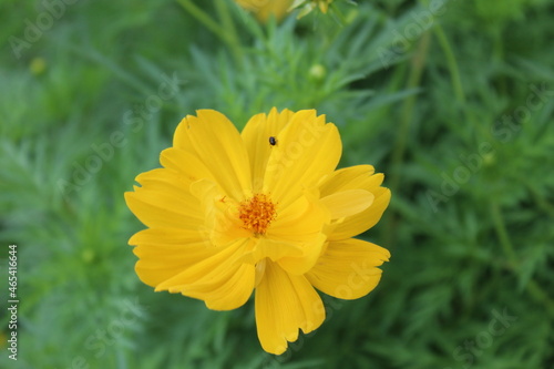 Flor amarilla hermosa