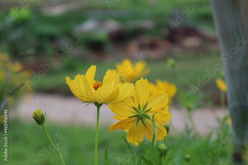 Flores amarillas