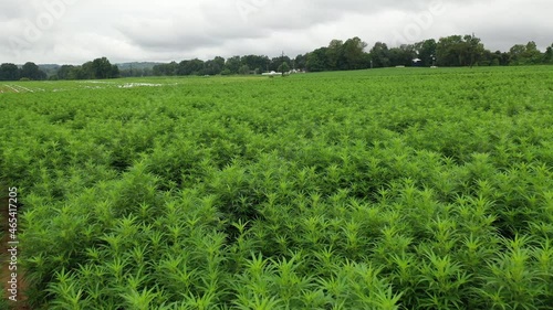 Aerial Video of Hemp Farming Field in Warsaw, Kentucky
