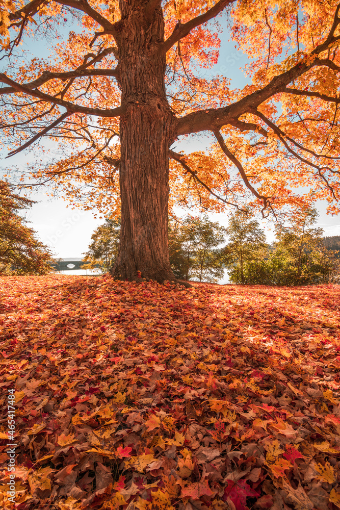 autumn tree with golden foliage and leaves on ground