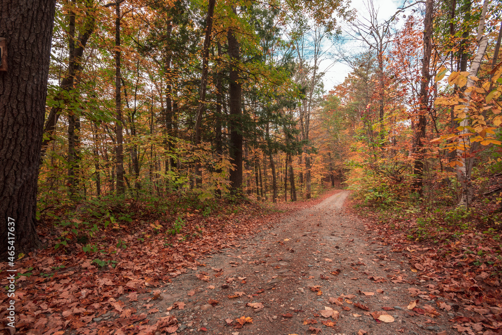 Obraz premium autumn colors in fall with foliage and trees on path