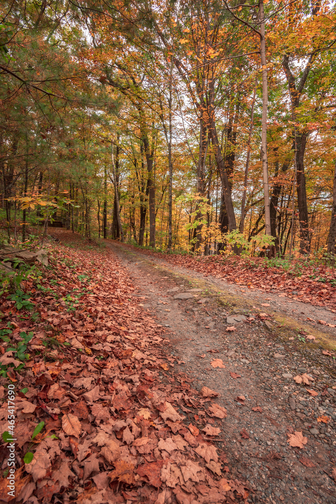 hidden road in woods with fall colors in October foliage hidden road in woods with fall colors in October foliage