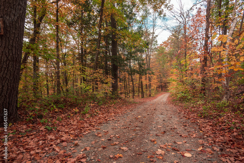 autumn colors in fall with foliage and trees on path