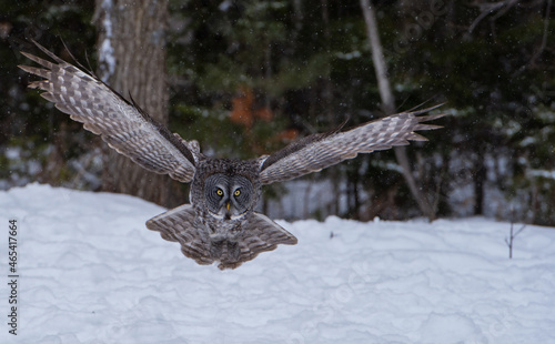 Great Grey Owl (Strix nebulosa) in flight.