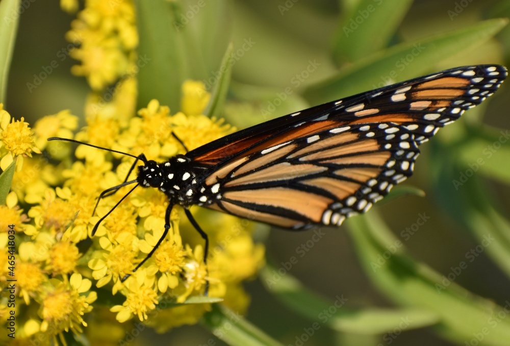 Monarch butterfly