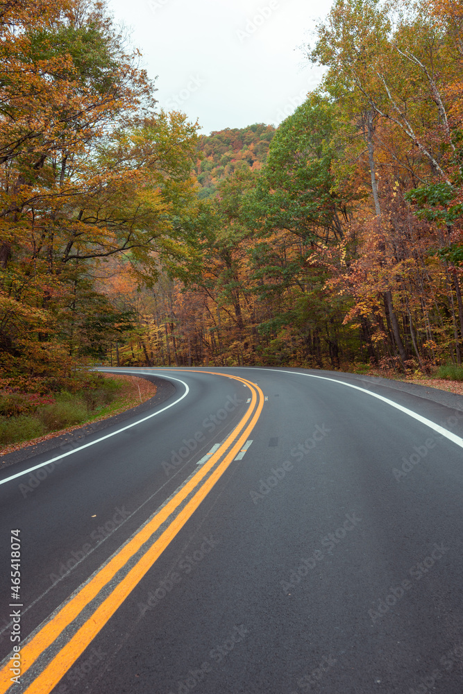 Fototapeta premium rural road through woods with foliage in forest