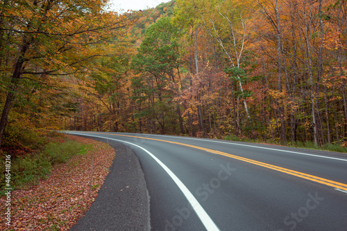 foliage on highway path through forest