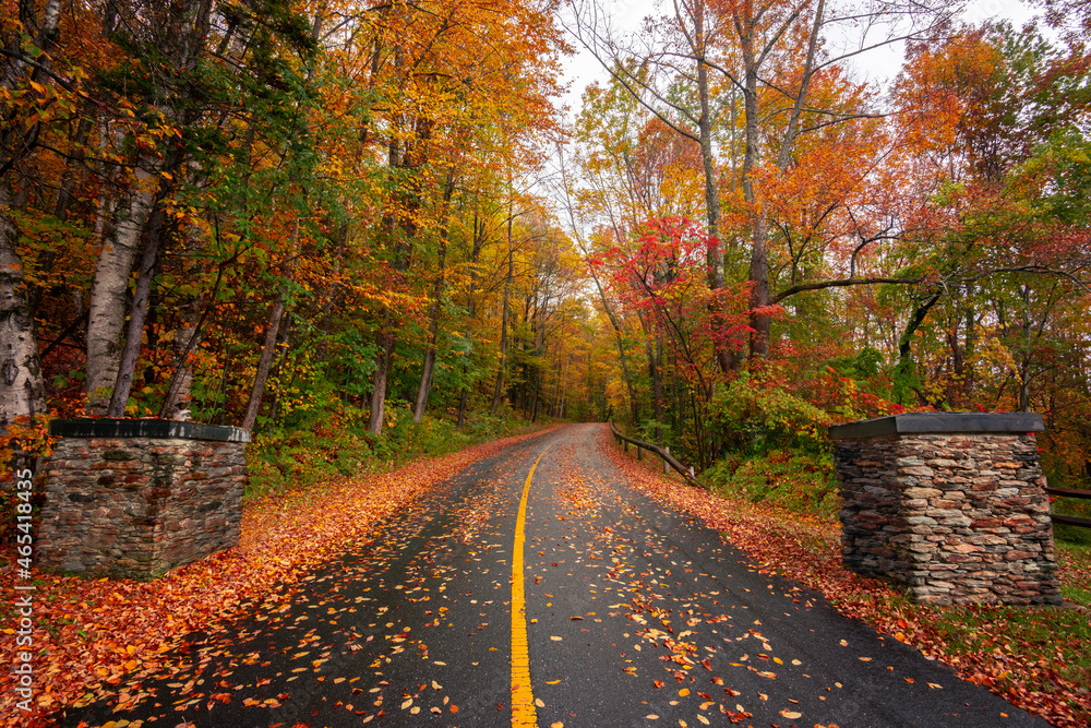 Naklejka premium colorful fall foliage in fored