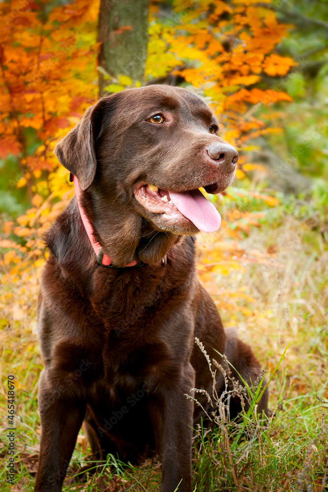 Brown chocolate Labrador retriever in autumn forest 