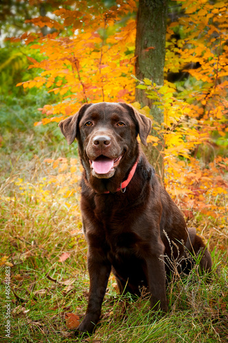 Brown chocolate Labrador retriever in autumn forest against yellow leaves background