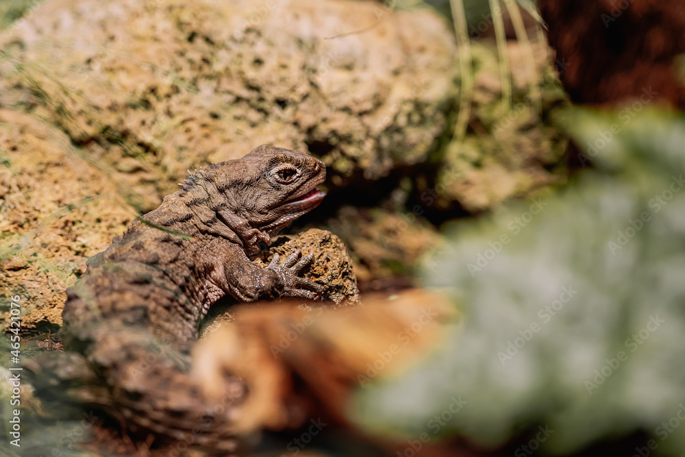 Obraz premium Close-up of australian water dragon on its habitat on land. Beautiful tuatara in zoo or terrarium. Exotic tropical animals concept.
