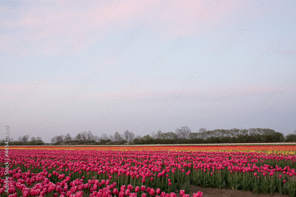 Fototapeta premium pole tulipanów