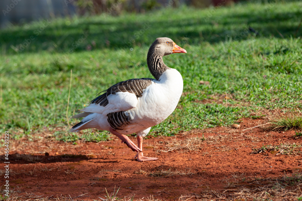 Domestic goose on grass in closeup and selective focus. Domestic goose on grass in closeup and selective focus.