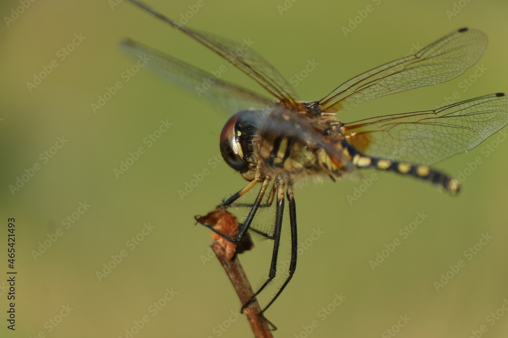 dragonfly close up dragonfly close up