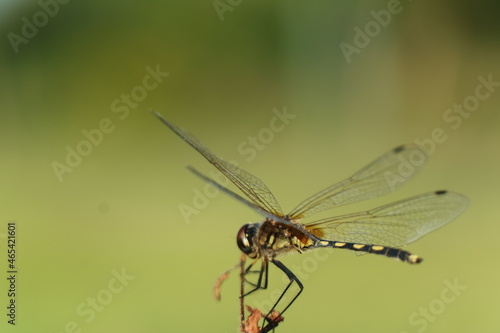 dragonfly on a leaf © DECHA