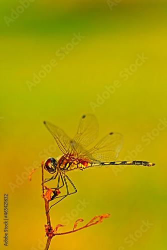 dragonfly on a branch