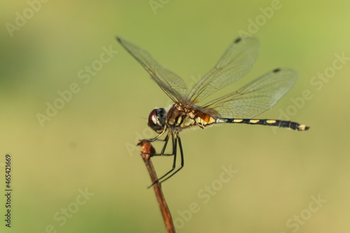 dragonfly close up © DECHA