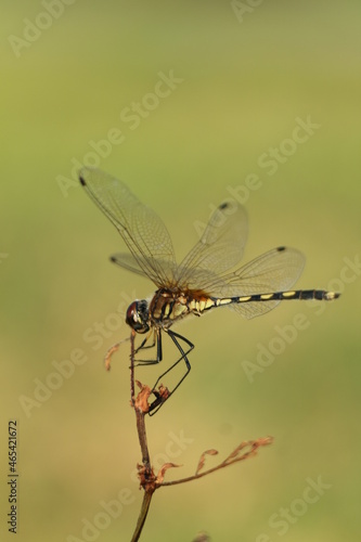 dragonfly on a branch © DECHA