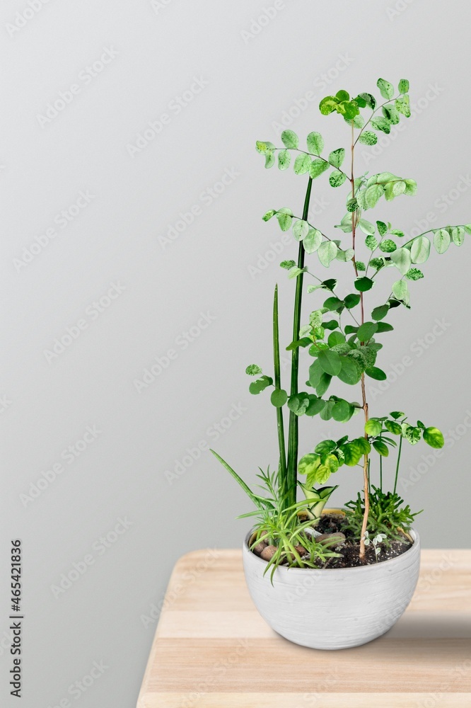 A plant flower in a ceramic pot stands on the table at home. A plant flower in a ceramic pot stands on the table at home.