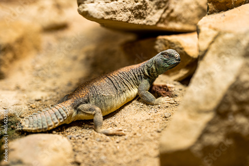 Close-up of lizard in its habitat on land. Beautiful reptile in zoo terrarium. Exotic tropical animals concept.