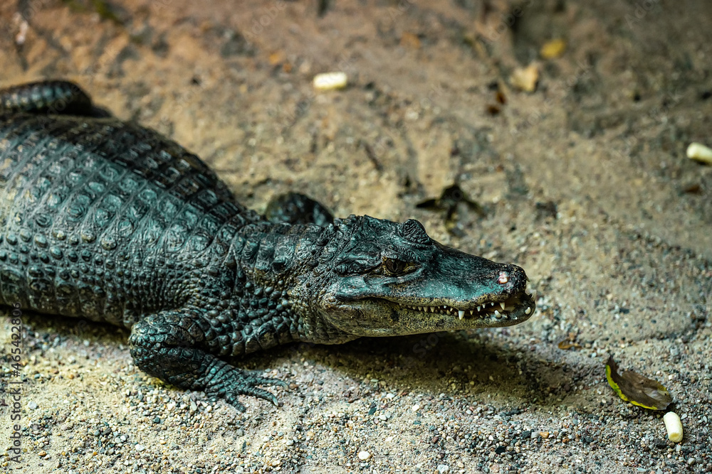 Fototapeta premium Close-up of crocodile in its habitat on land. Beautiful reptile rare species. Exotic tropical animals concept.