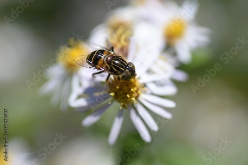 Aster ageratoides petals and nectar-sucking insects. Asteraceae perennial plants. The flowering season is from August to November.  photo