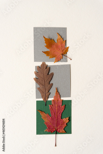 autumn leaves background